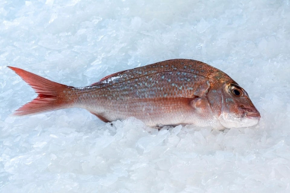 Product Of New Zealand The flesh of New Zealand Snapper is firm, moist ...