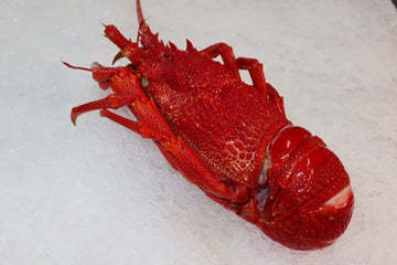 Whole WA Cooked Lobster (500g - 600g)
