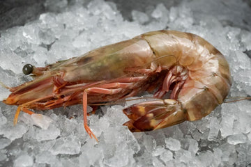 Jumbo Green Wild Tiger Prawns (500g)