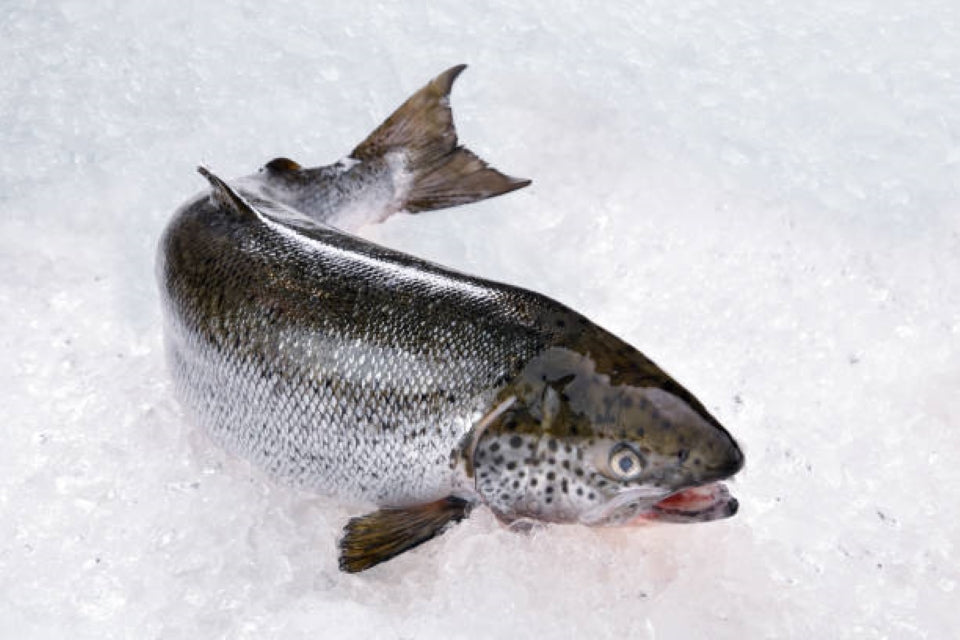 Whole Atlantic Salmon (4kg - 5kg)