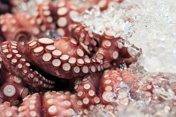 Large Octopus (1.2kg - 1.5kg)
