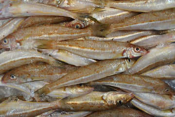 Red Spot Whiting (1kg)