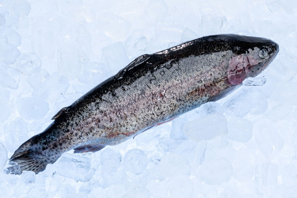 Rainbow Trout (500g - 600g)