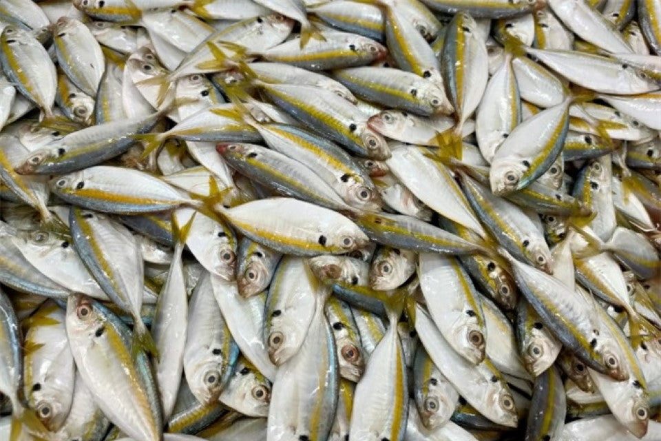 Yellowtail (1kg)